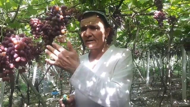 ....УЗУМ ..РИЗАМАТ ..ОТА.ХАРАКТЕР.И.....ВИНОГРАД РИЗАМАТ смотреть онлайн