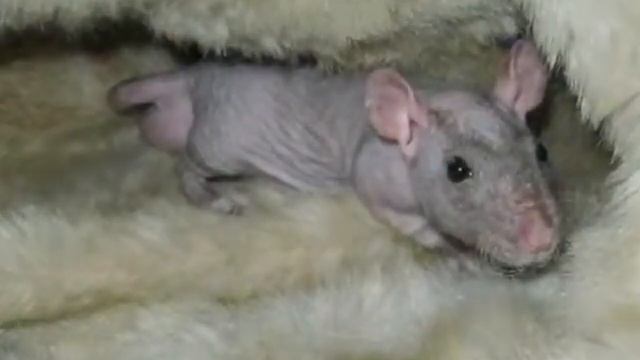 Крысы сфинксы)) смотреть онлайн
