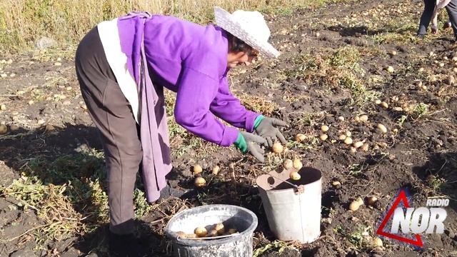 В Ниноцминде в разгаре уборка картофеля смотреть онлайн