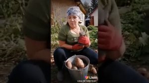 картошка сорт славянка