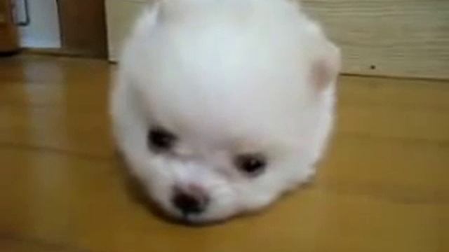 ШПИЦ.КОМОЧЕК СЧАСТЬЯ 8-) ВИДЕО МАЛЕНЬКОГО ШПИЦА)))МАЛЕНЬКИЕ ПОРОДЫ))) смотреть онлайн