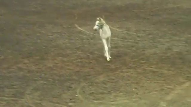 Haflinger Foal goes Nuts!! смотреть онлайн