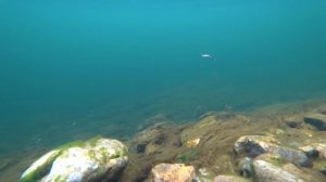 #williams_блесны Игра блесны под водой