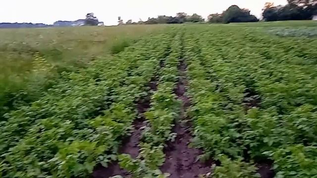 колорадский жук борьба смотреть онлайн