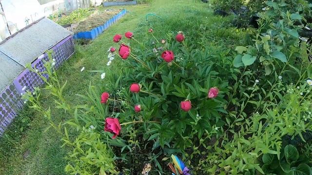 Минутка для себя. Как распускаются пионы. смотреть онлайн