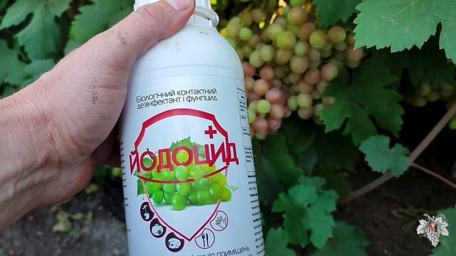 Милдью в Августе, чем лечить?