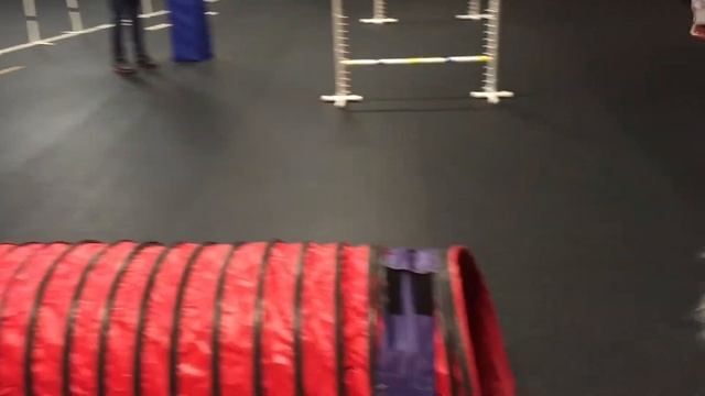 Nova American Eskimo Dog Agility Class смотреть онлайн