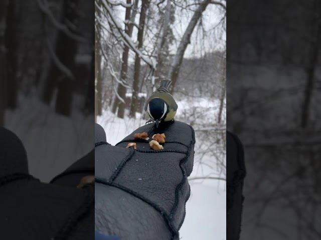 #живоеобщение #синички #зима смотреть онлайн