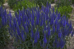 Вероника голубая от посев семян до всходов.