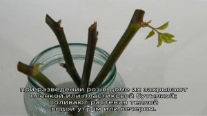Как вырастить розу из черенка купленной