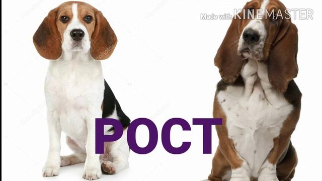 бигль VS бассет хаунд смотреть онлайн