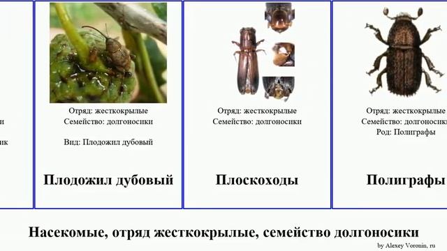 Насекомое, отряд жесткокрылые, семейство долгоносики заболонник большой скосарь листовой лубоед смотреть онлайн