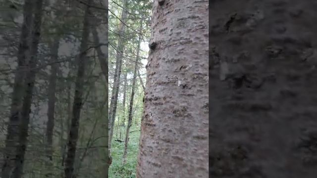 Очищение организма сбор живица пихтовая смотреть онлайн