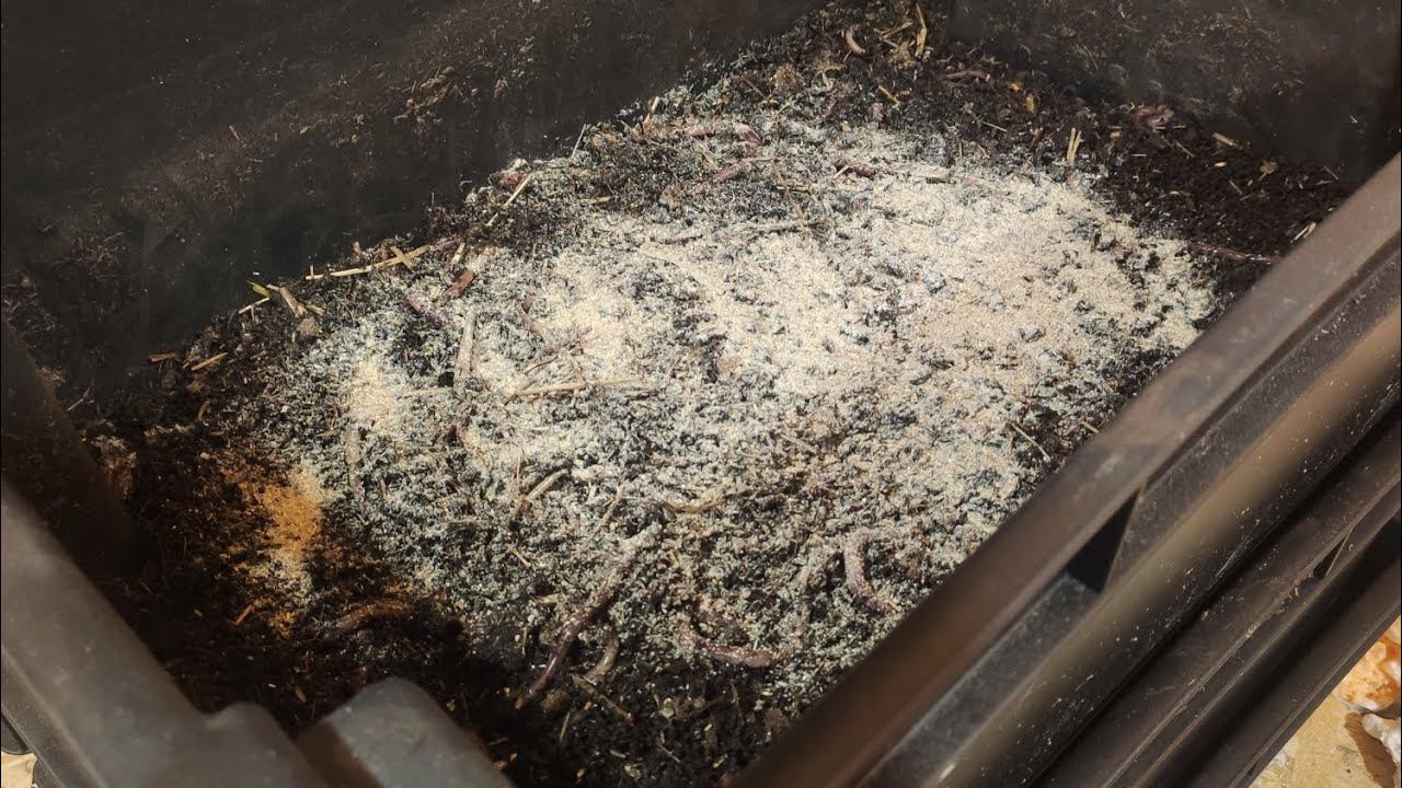 Червь Черный Принц Растет Не По Дням А По Часам