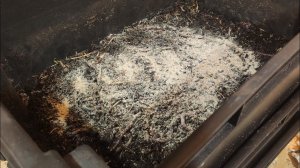 Червь Черный Принц Растет Не По Дням А По Часам