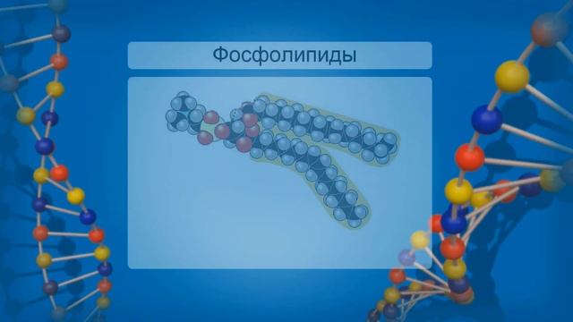Липиды и их роль в жизнедеятельности клетки. Видеоурок по биологии 10 класс