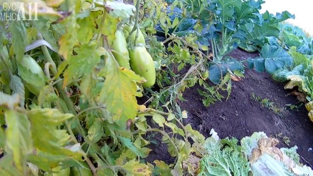 Томат банановые ноги / Агрофирма Партнер смотреть онлайн