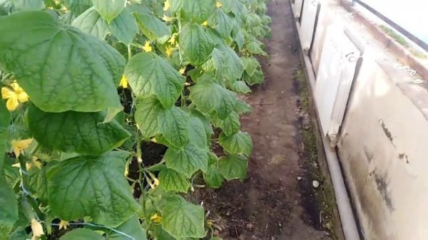 ОГУРЕЦ ПЕРЕД ПРИМЕНЕНИЕМ АМИНОКИСЛОТ