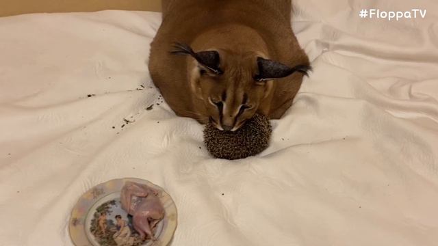 Big Floppa Bites a Hedgehog : Caracal смотреть онлайн
