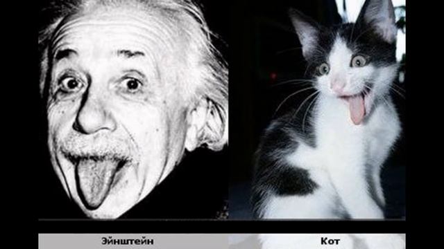 Коты похожие на знаменитых людей смотреть онлайн