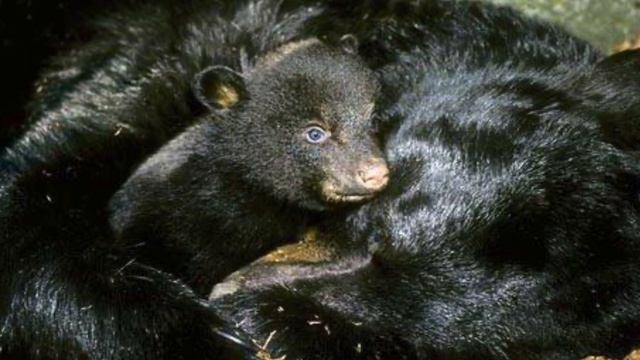 ПОЧЕМУ ЗВЕРИ ВПАДАЮТ в СПЯЧКУ смотреть онлайн