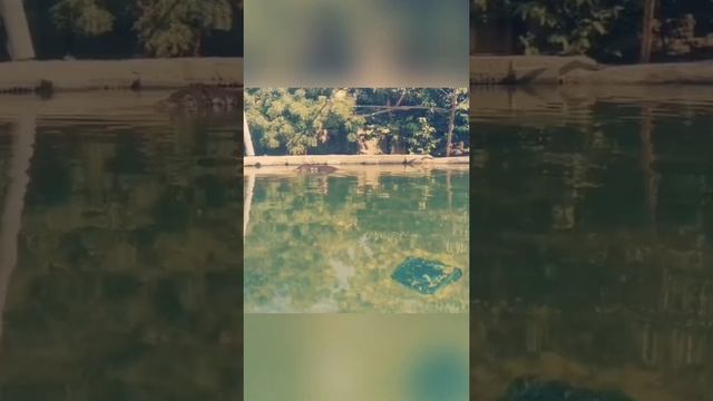 Hippo swimming at Dubai Safari Park | Must watch |. #dubaisafaripark #explorethroughmycam смотреть онлайн