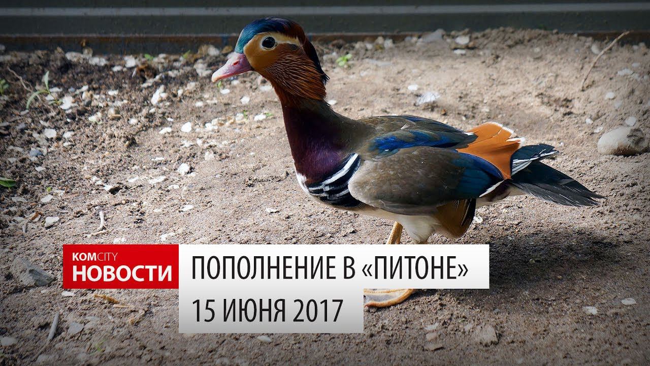 Komcity Новости — Новые животные в Питоне, 15 июня 2017 смотреть онлайн