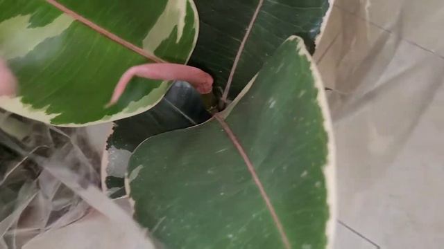 Новые растения/Поставка Нидерланды июнь 2022г смотреть онлайн