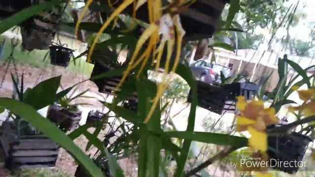 Some Orchid Updates, new spikes & blooms coming along. смотреть онлайн