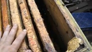 борьба с роением пчел - отводок на старую плодную матку