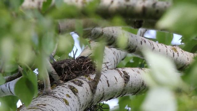 Сорокопут Чернолобый 160610 3 2016 06 10 Canon снизуВторой сорокопут у гнезда смотреть онлайн