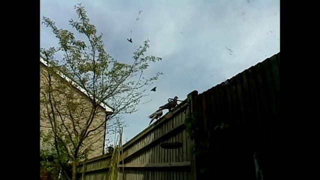 Raspberry Pi Camera at 90 fps смотреть онлайн