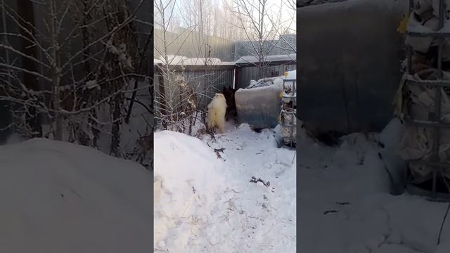 чужие собаки пришли к нашему забору смотреть онлайн