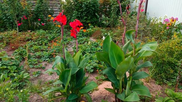 Канна индийская смотреть онлайн