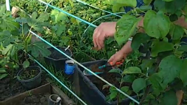 Виноград Подмосковья 11.06.2020, пересадка саженца весенней посадки смотреть онлайн