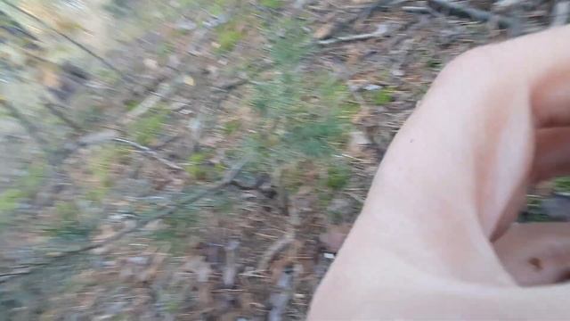 грибы:польские, белые. смотреть онлайн