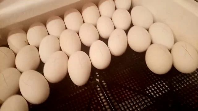 Первая закладка 2021 года, инкубация гусиных яиц. смотреть онлайн