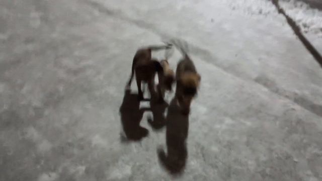 Гуляем под фонарём ! Что делать, темнеет так рано ! ? смотреть онлайн