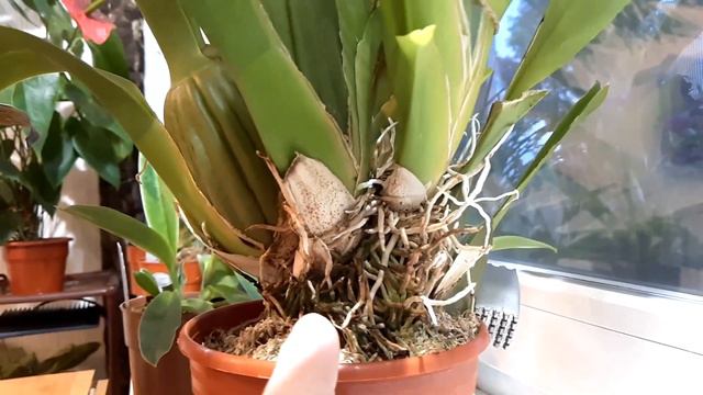 Цветение орхидеи колманара (Colmanara Tropic Jungle)