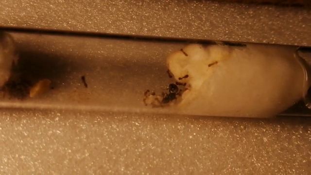 Колония самых неприхотливых муравьёв | Tetramorium caespitum #матка#муравьи#природа#флорида#сауна смотреть онлайн