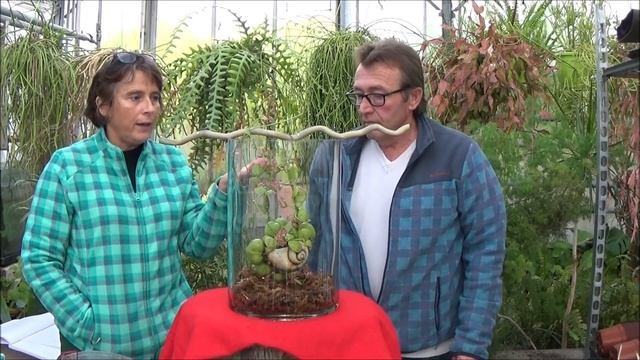 Conseils Jardinage: Dischidia Pectenoides (Plante Escargot) Entretien Et Arrosage Plante Verte