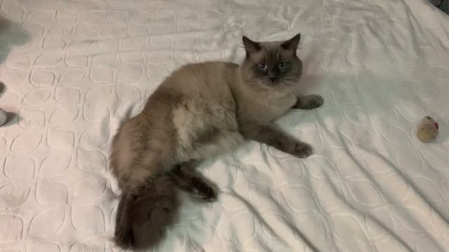 #205 Варфоломей Сибирская сказка смотреть онлайн