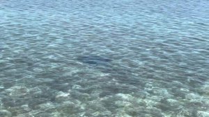 ОБЗОР ОТЕЛЯ // Pickalbatros Laguna Vista Hotel // ГИГАНТСКИЙ СКАТ // ТРЕШОВЫЕ СИТУАЦИИ // the end..