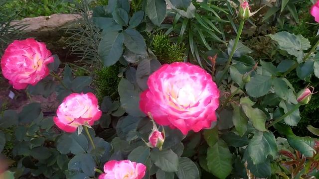 17 сортов роз – лидеры второго цветения) #розы #сортароз #цветениероз #розывсаду #счастливыйсадовод смотреть онлайн