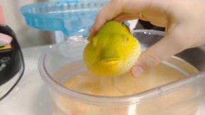 купила рыбу фугу ?