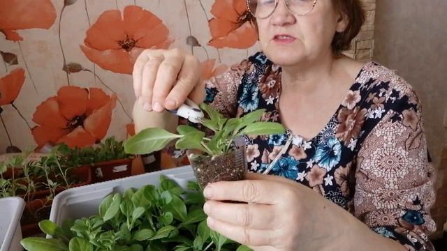 Обзор рассады )) Что хорошо.а что то не очень)) Формируем петунию для создания красивого кустика)) смотреть онлайн