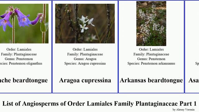 List of Angiosperms of Order Lamiales Family Plantaginaceae Part 1 antirrhinum beardtongue alpine смотреть онлайн