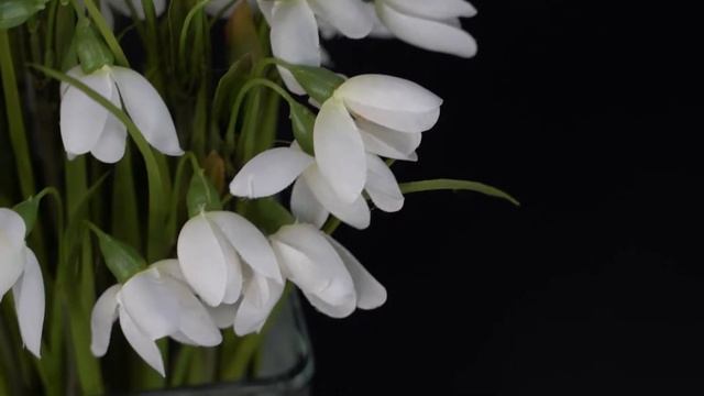 Искусственные цветы подснежники в стеклянной вазе со льдом для декора домашнего интерьера смотреть онлайн