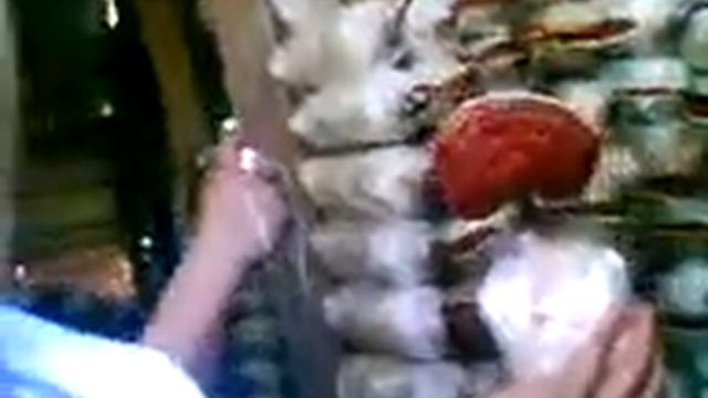 My Tour to farm of Miraculous King of Herbs at Alor Setar Kedah Malaysia смотреть онлайн