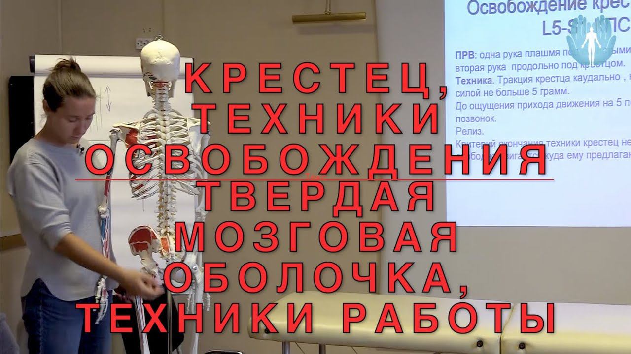 Техники освобождения крестца. Техники работы с твердой мозговой оболочкой. Прикладная кинезиология